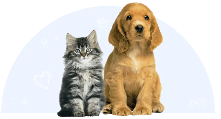 Cats and dogs for blog.