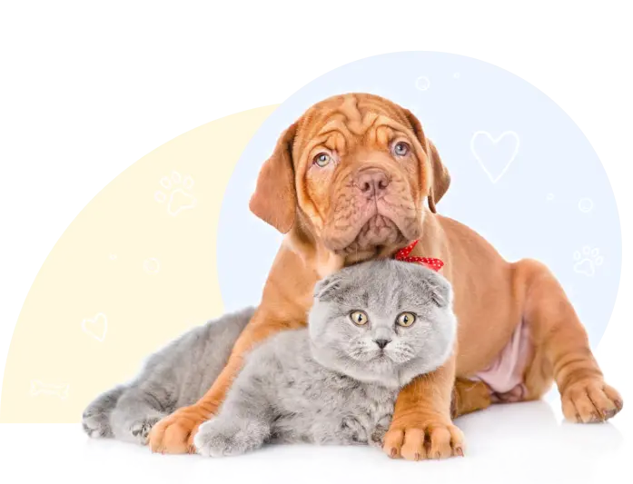 Britanec i sharpei.