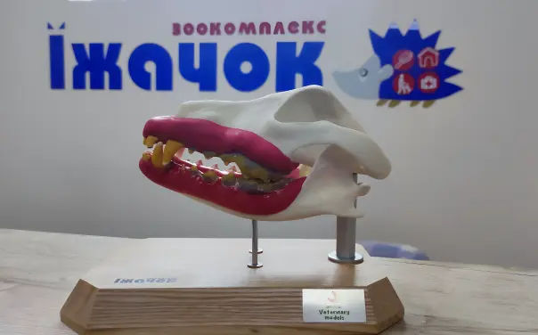 Foto hiryrgii.